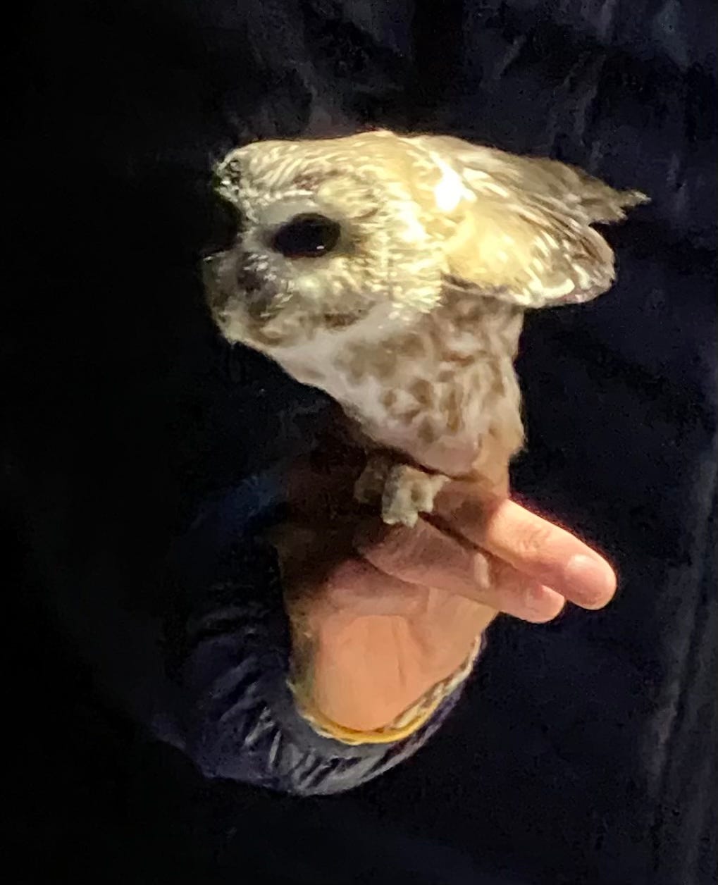 Photo of a tiny saw-whet owl perched on a human hand, wings outstretched, getting ready to fly, against the backdrop of a night sky.