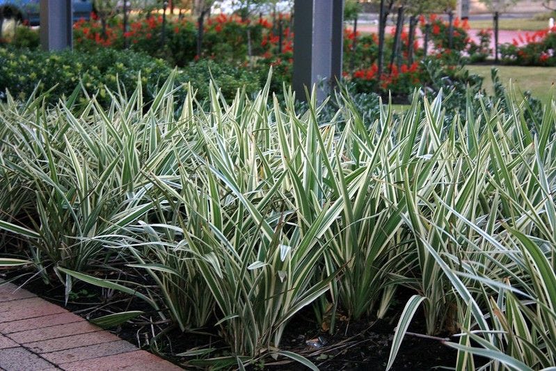 Variegated Flax Lily Variegated Flax Lily