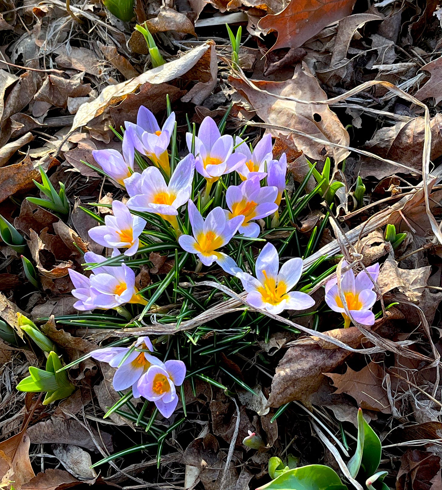 Purple crocuses with orange centers, growing out of a bed of brown fallen leaves