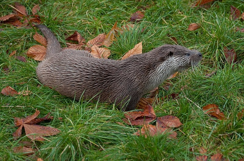 An otter in the grass, surrounded by fallen leaves