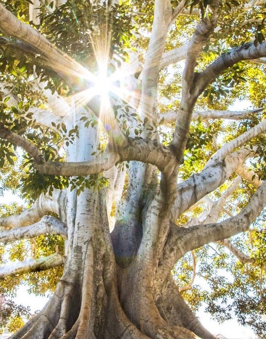 sun light passing through green leafed tree sun light passing through green leafed tree