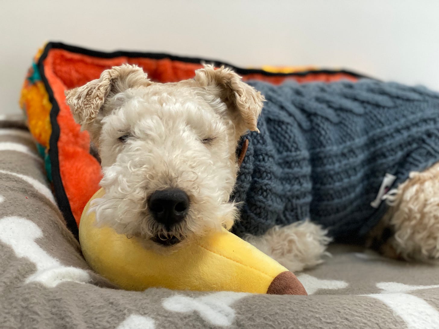 Nutmeg the lakeland terrier lying on her bed. She is wearing a grey woollen jumper. Behind her is an orange snake toy. Her head is resting on a large, soft banana toy, and her eyes are closed. It’s a happy and peaceful photo.