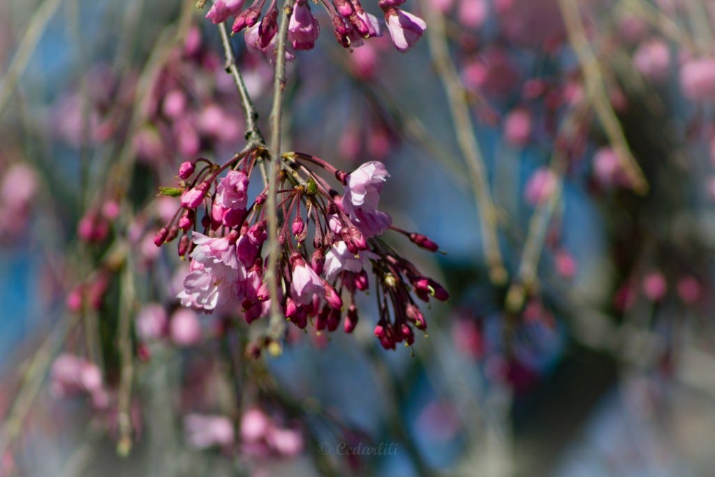 Weeping Cherry-3