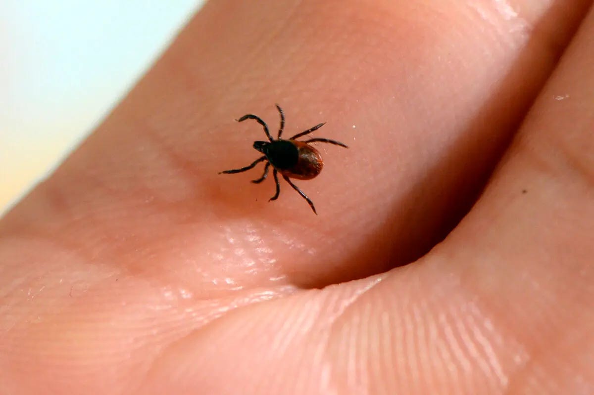 A tick whose bite can transmit Rocky Mountain spotted fever, at the French National Institute of Agricultural Research in Maison-Alfort, France, on July 20, 2016. (Bertrand Guay/AFP via Getty Images) A tick whose bite can transmit Rocky Mountain spotted fever, at the French National Institute of Agricultural Research in Maison-Alfort, France, on July 20, 2016. (Bertrand Guay/AFP via Getty Images)