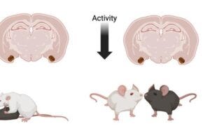 Graphic representation of study findings.