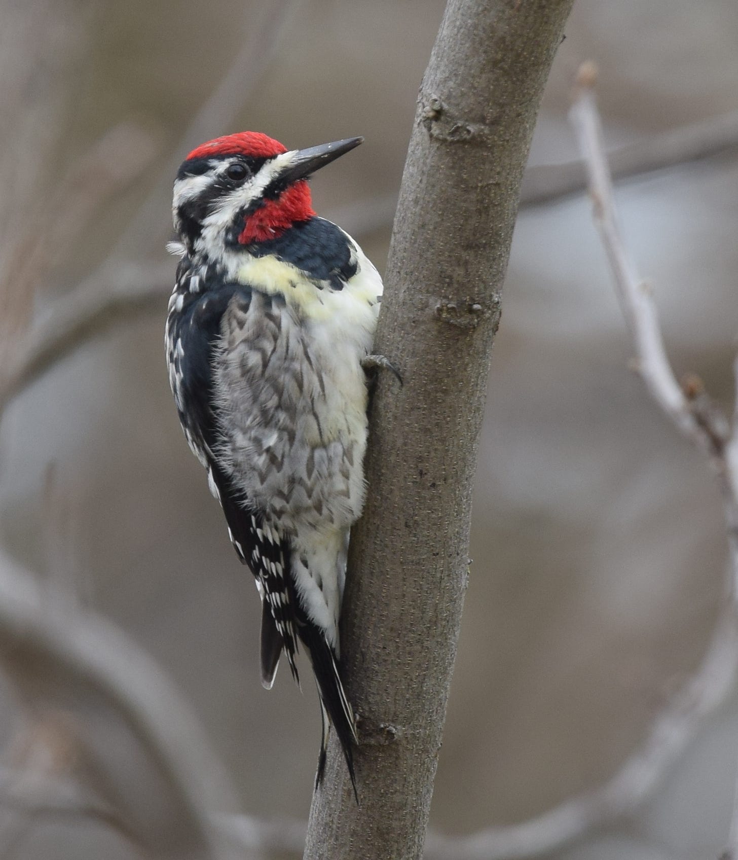 Image of Yellow-bellied Sapsucker, a bird with red crown of feathers and pale yellow chest Image of Yellow-bellied Sapsucker, a bird with red crown of feathers and pale yellow chest