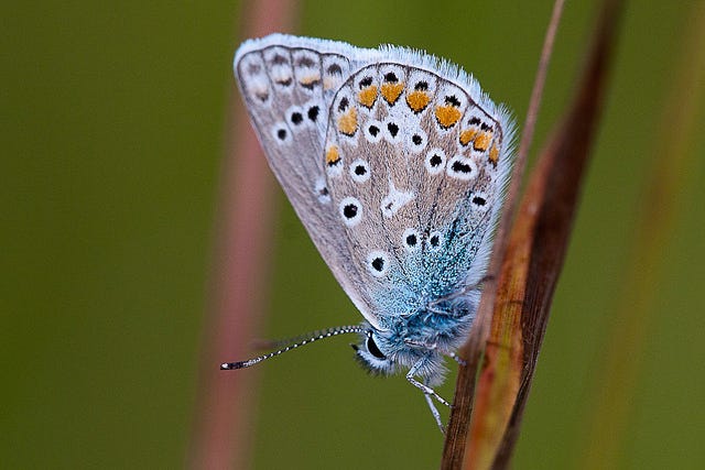 Common Blue - luckily still quite common. Image by Ian Worsley via Flickr.