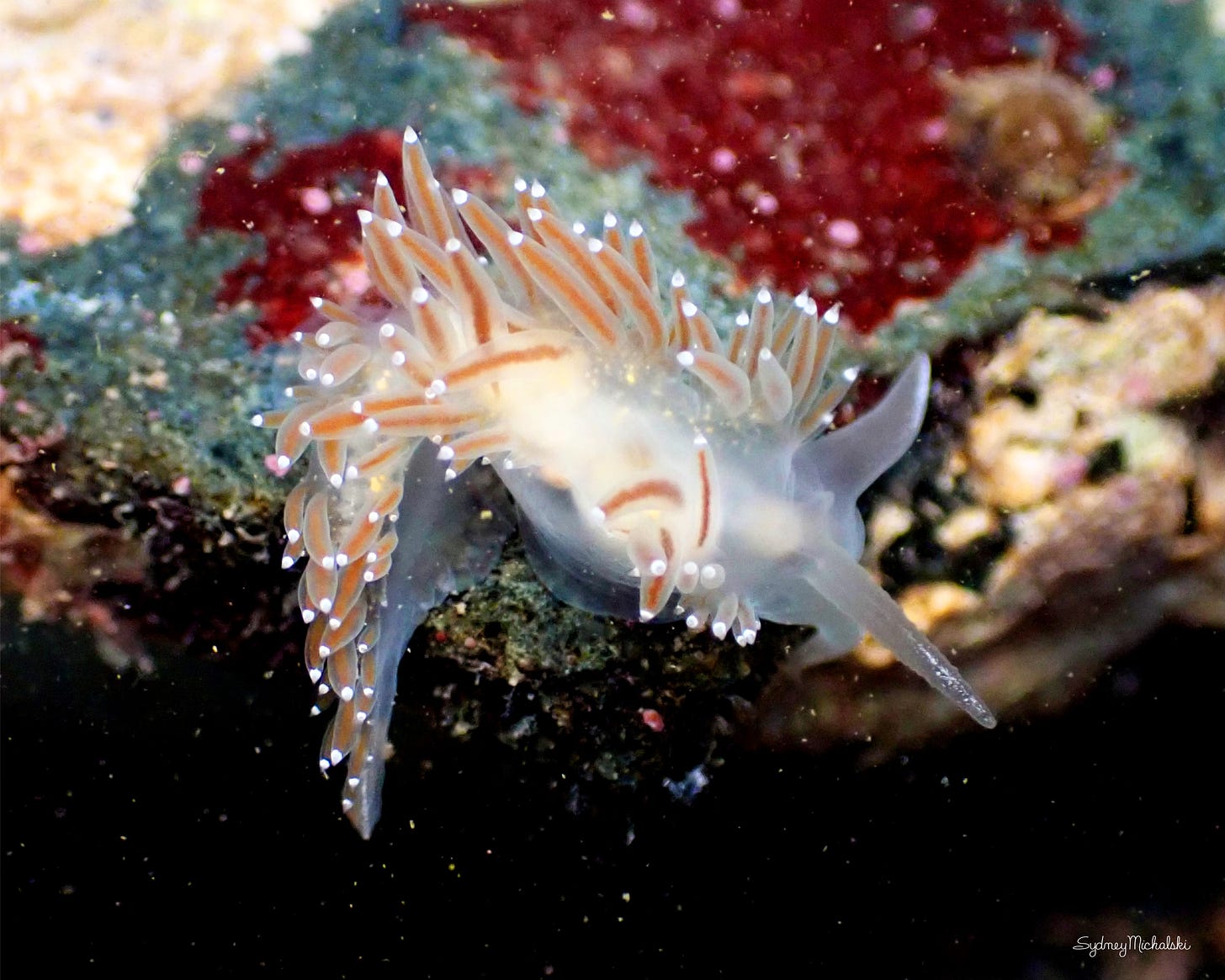 Red-gilled Nudibranch in coastal Maine tide pool.