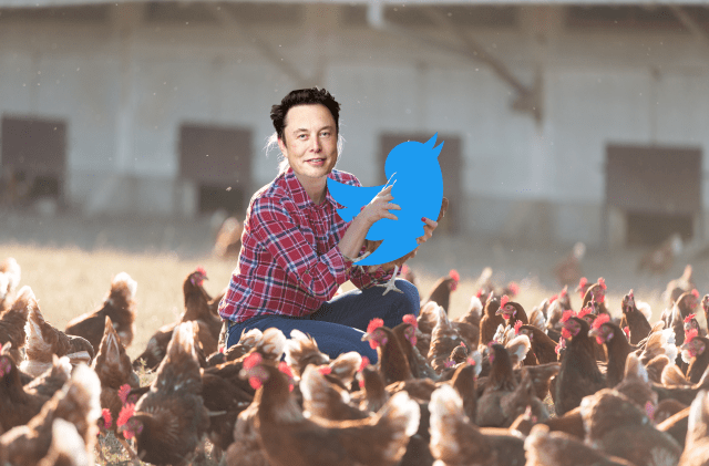Elon Musk as a chicken farmer holding Larry T Bird Twitter logo