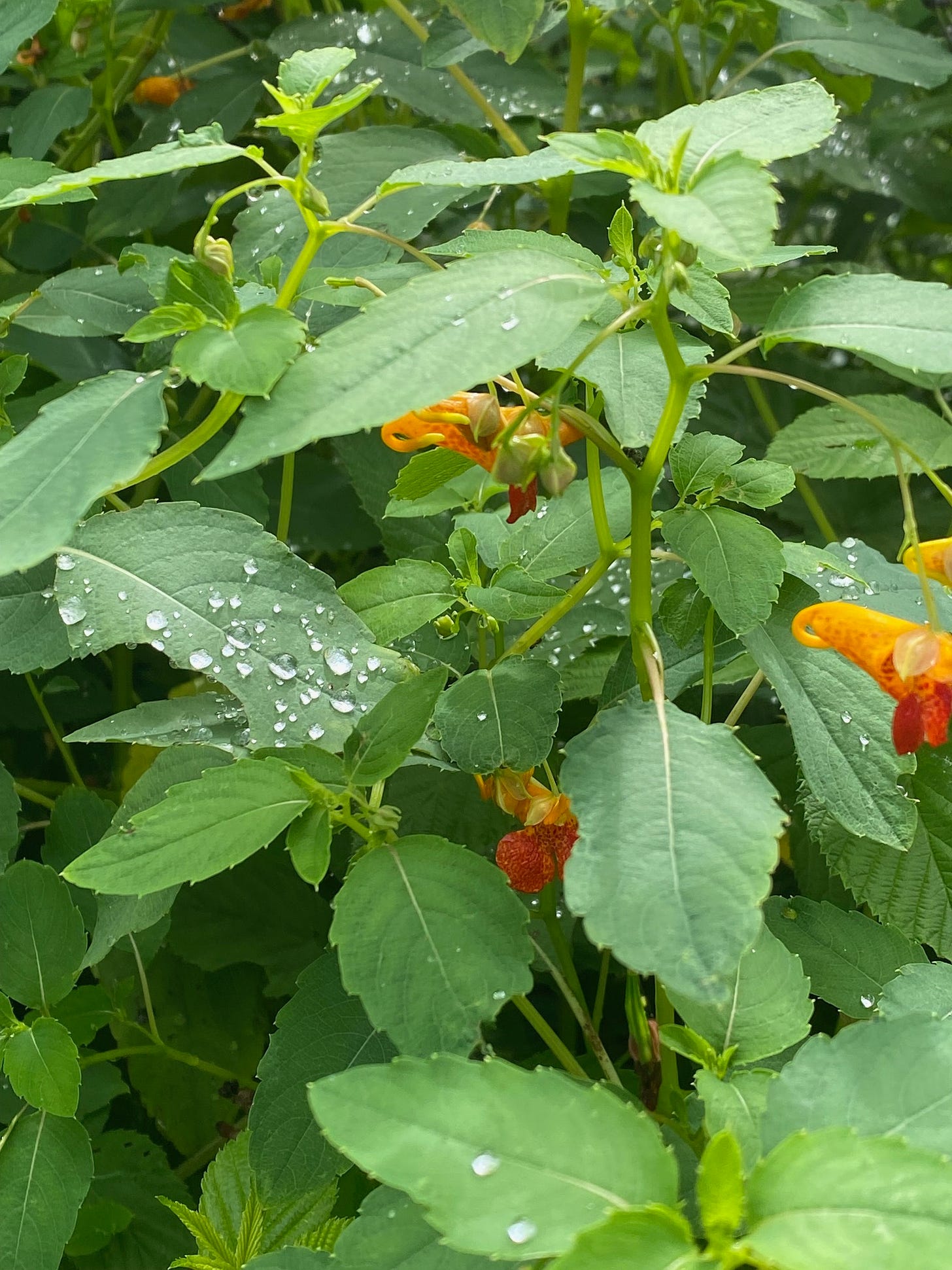 water droplets on jewelweed, Impatiens capensis 