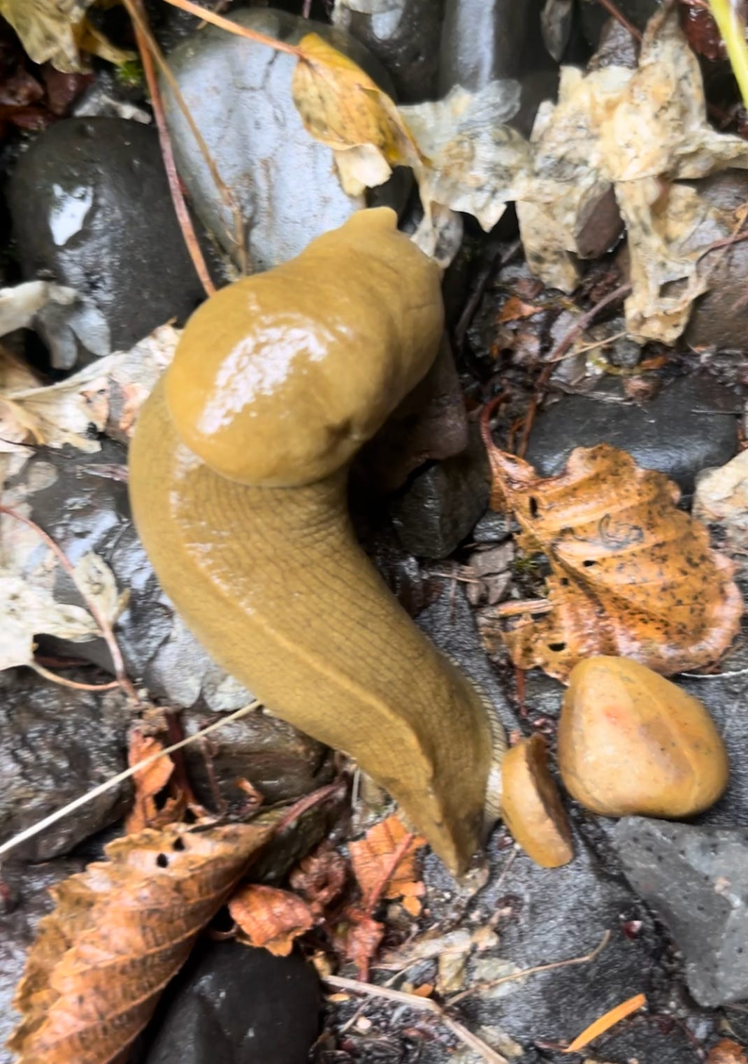A large, mustard-colored banana slug in the dirt.