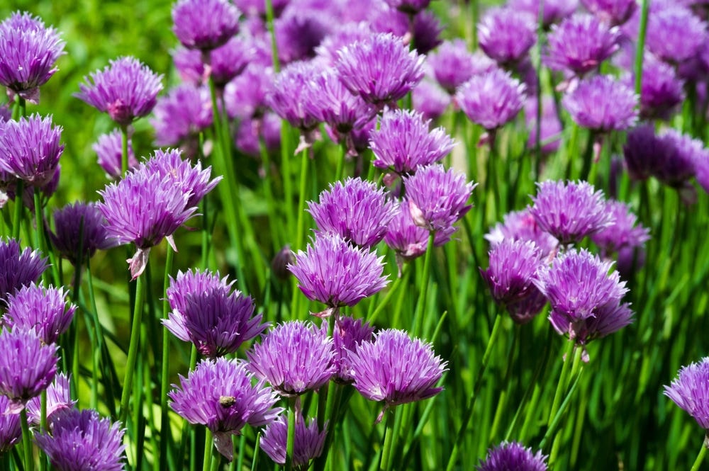 A photo of a large group of bright magenta chive flowers.