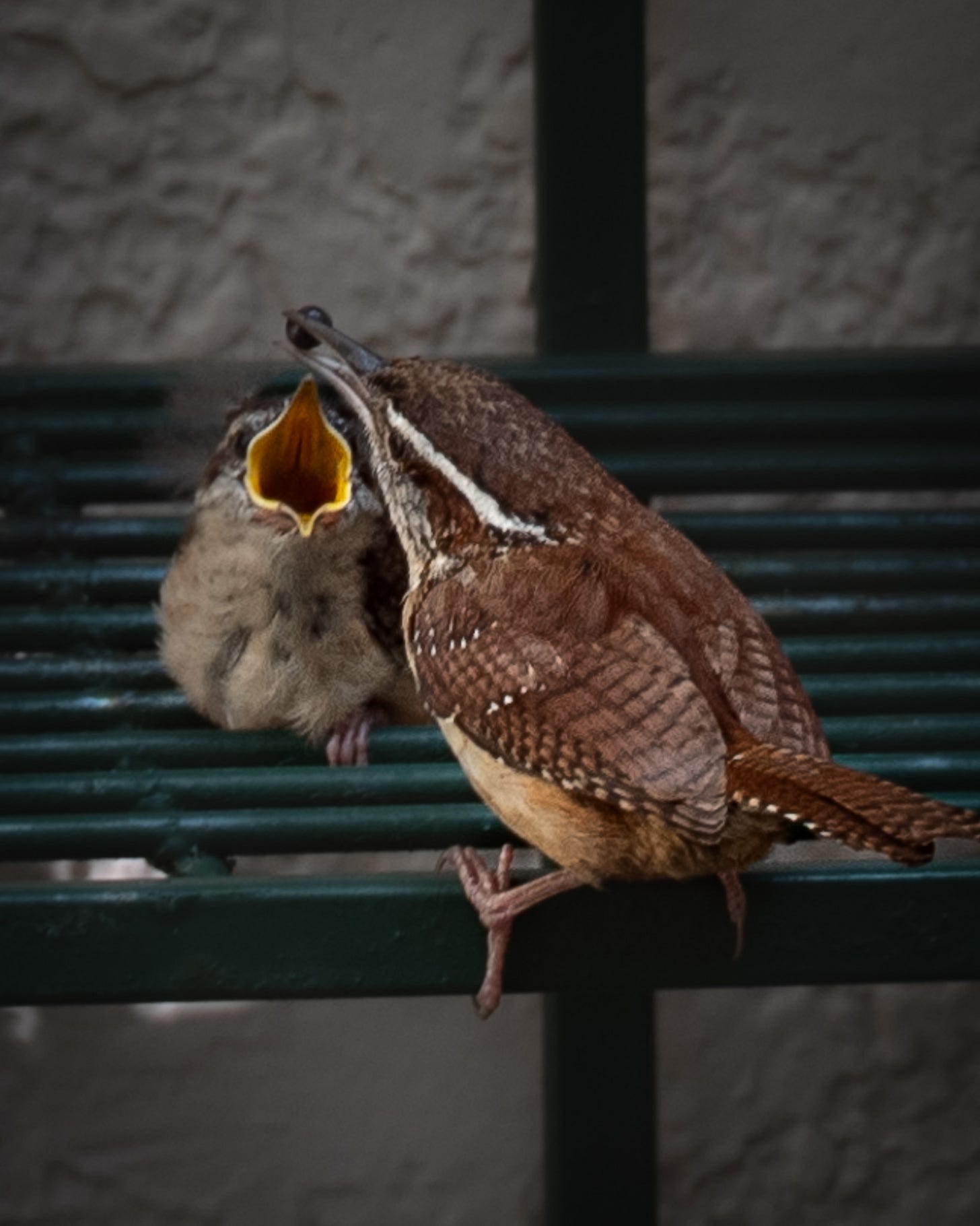 Carolina Wren feeding a young fledgling . mouth wide open