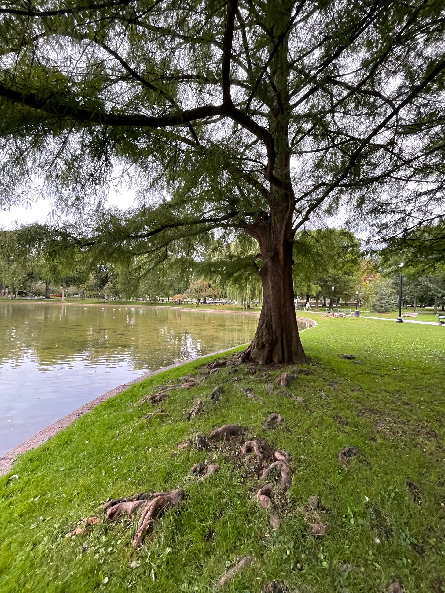 Large tree on the edge of a pond with exposed roots showing through the grass in the foreground.