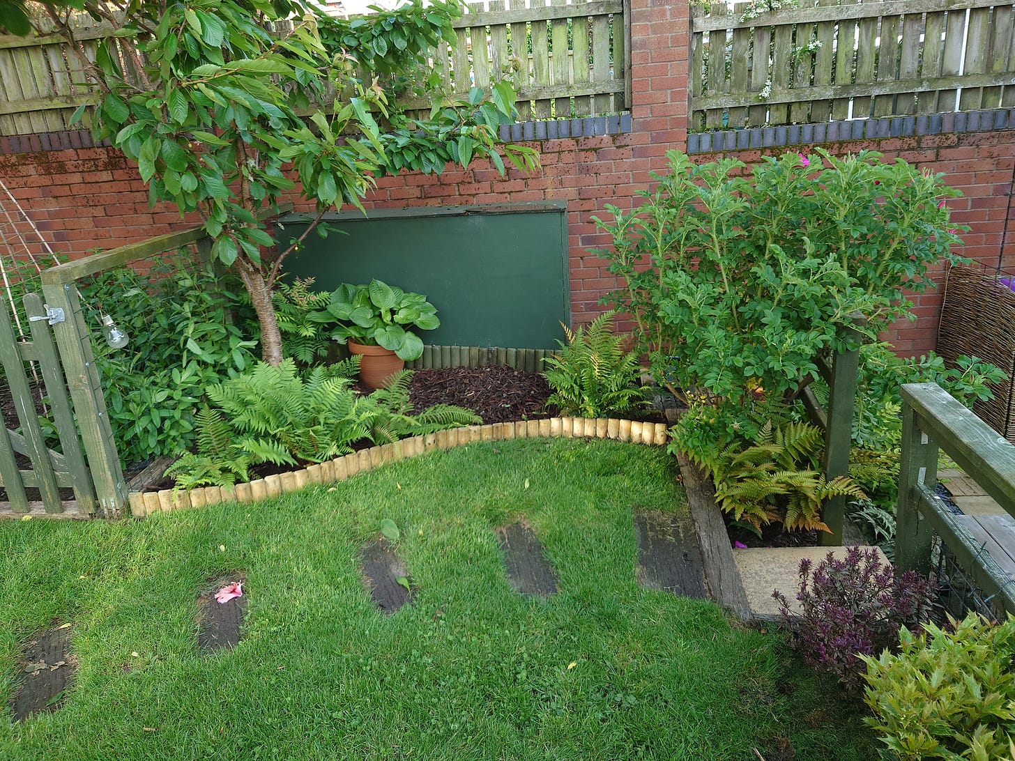 Photo of broader view of fernery including rose (starting to bloom) and dwarf cherry tree with wooden storage box tucked along side wall