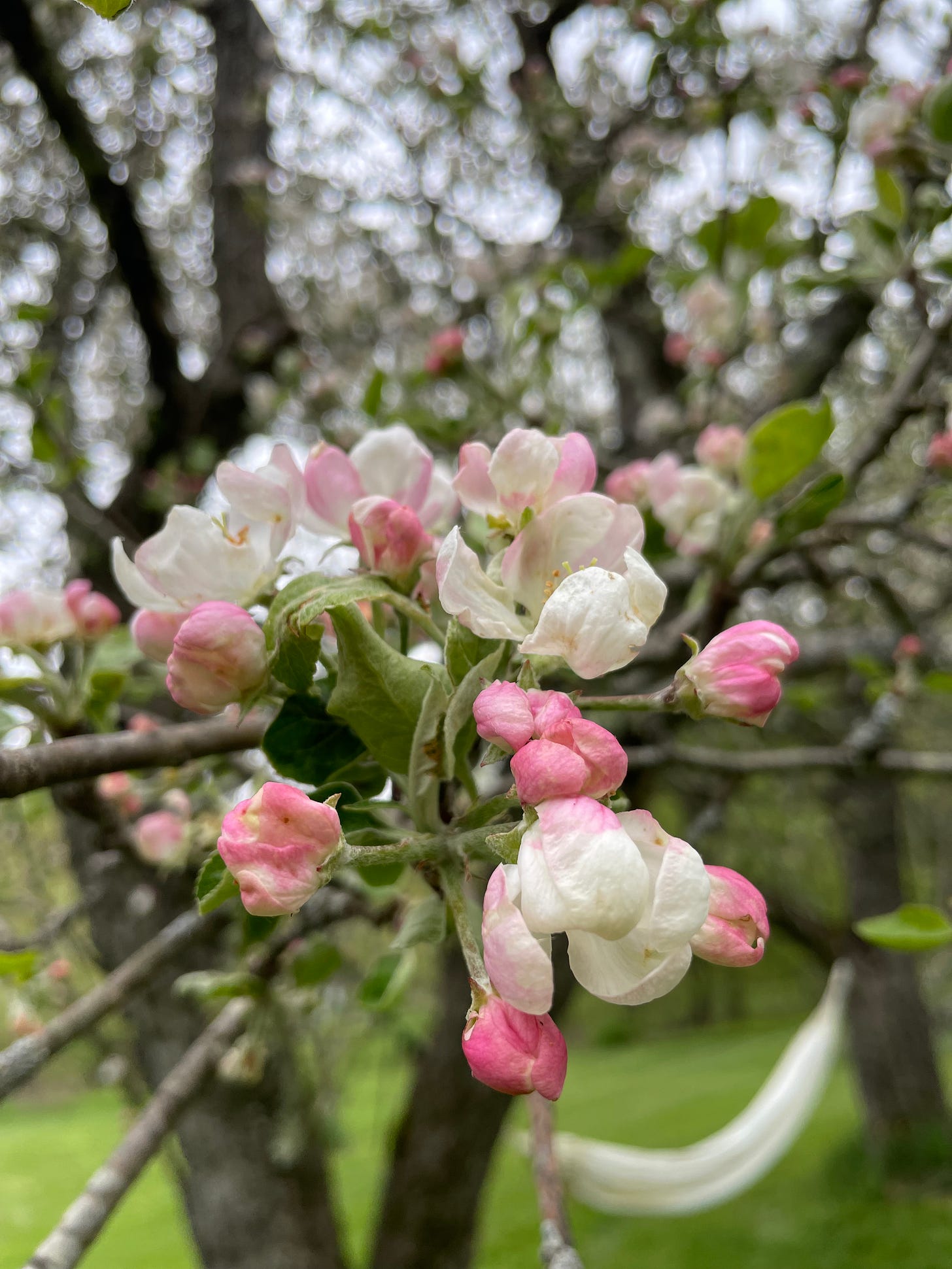 Gorgeous close-up shot of a pink and white apple blossom cluster