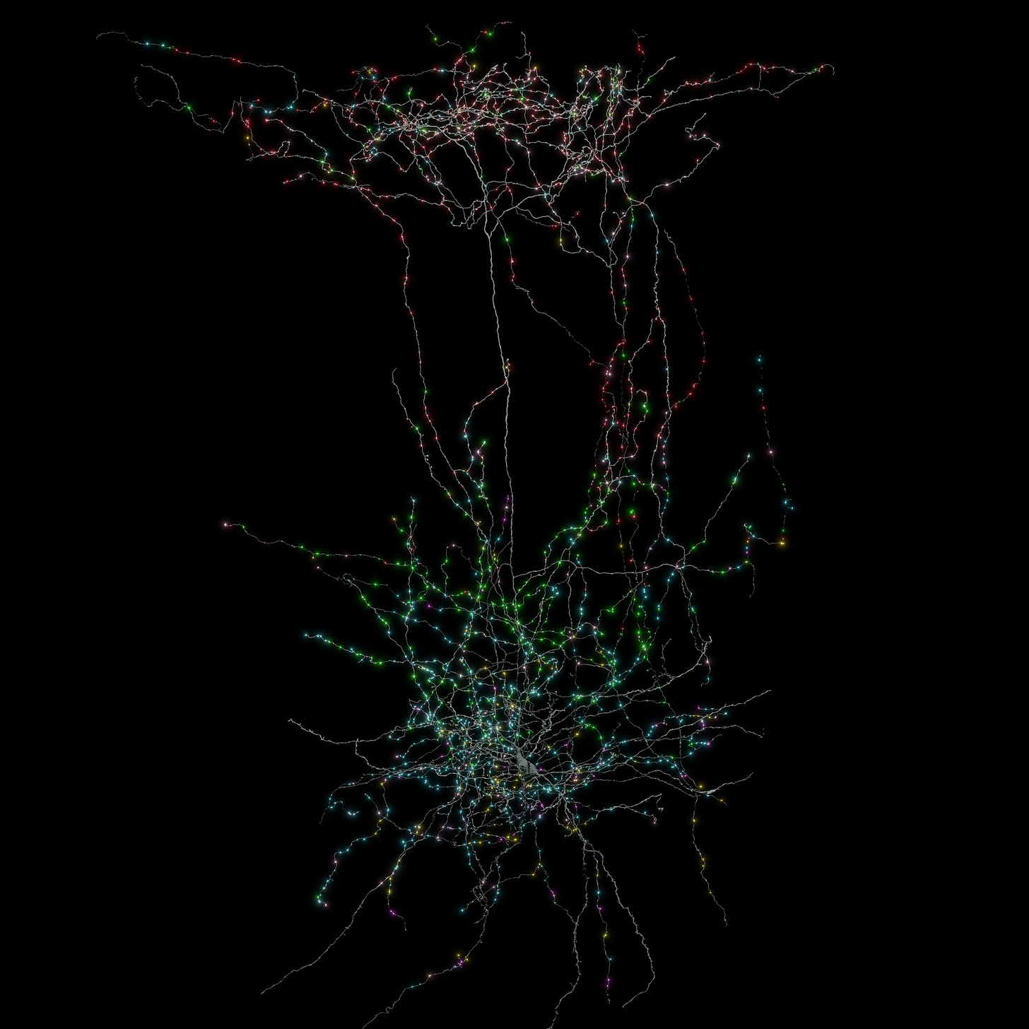 A reconstruction of cell and its synapses