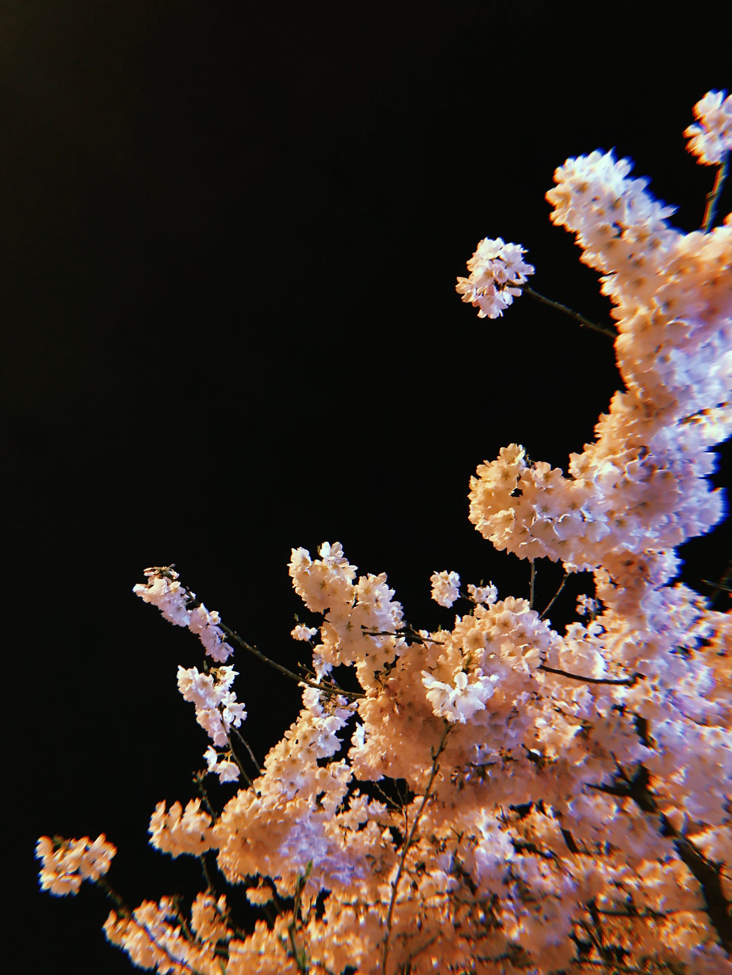 Photograph of a blossoming cherry tree late at night, looking upward through mounds of pinkish white flowers to the black sky above.