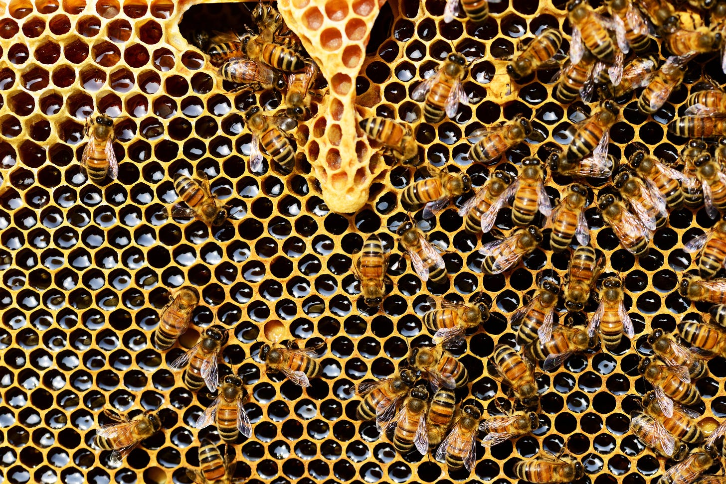 Bees on a honeycomb