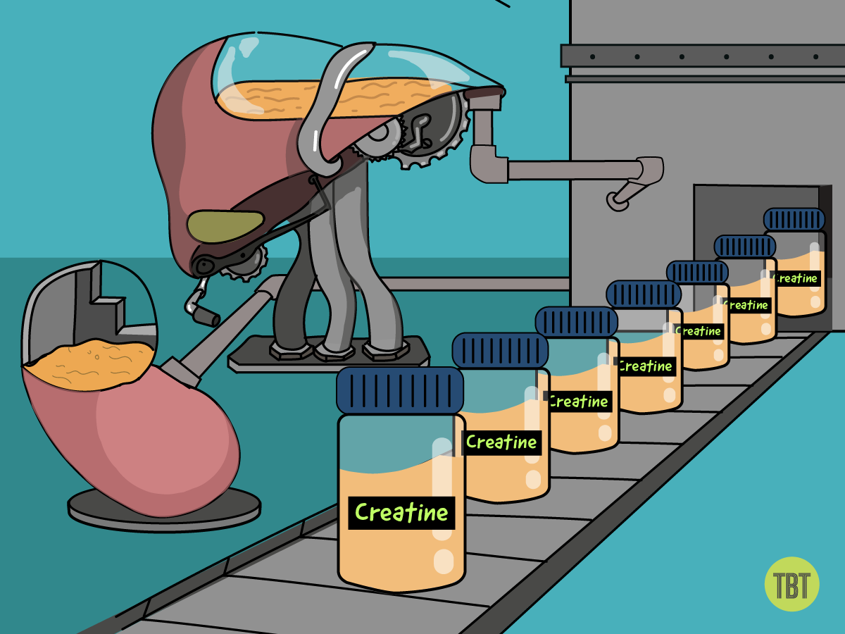 creatine, creatine in the body, what is creatine in the body 