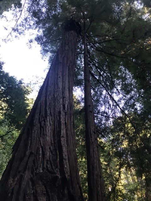 Giant coastal redwood in Muir Woods, Mill Valley, CA