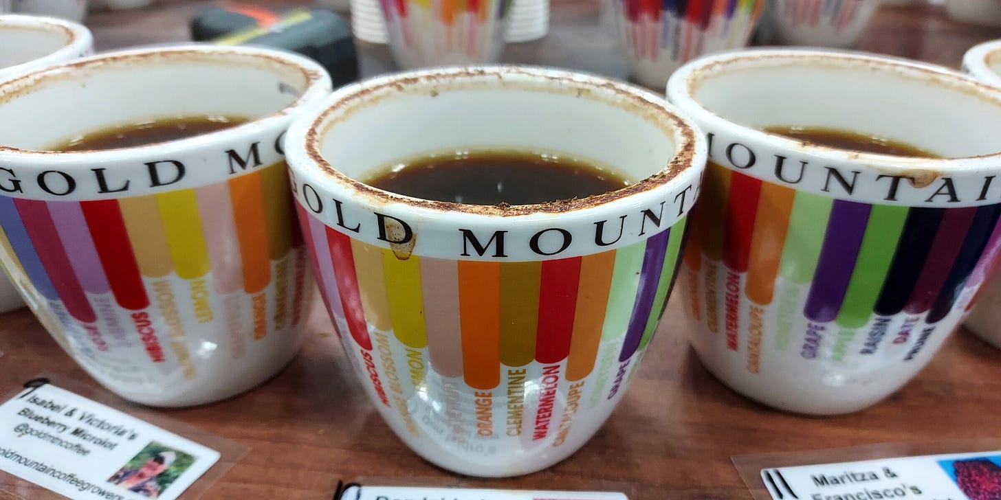 A close up of three soup bowls filled with coffee during a coffee cupping. The white bowls have colorful downward strips indicating flavor notes.