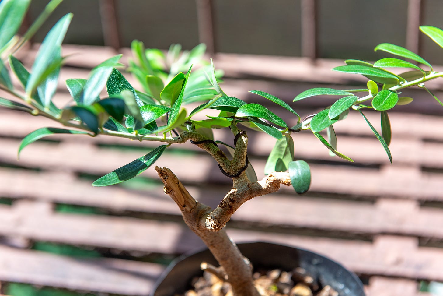 ID: Cut back olive pre bonsai