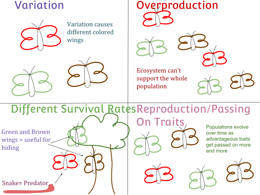 File:A population of butterflies going through natural selection.svg