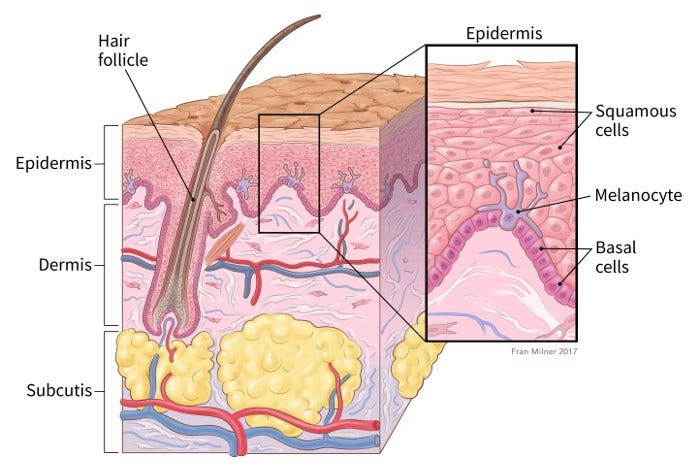 What Are Basal and Squamous Cell Skin Cancers? | Types of Skin Cancer |  American Cancer Society