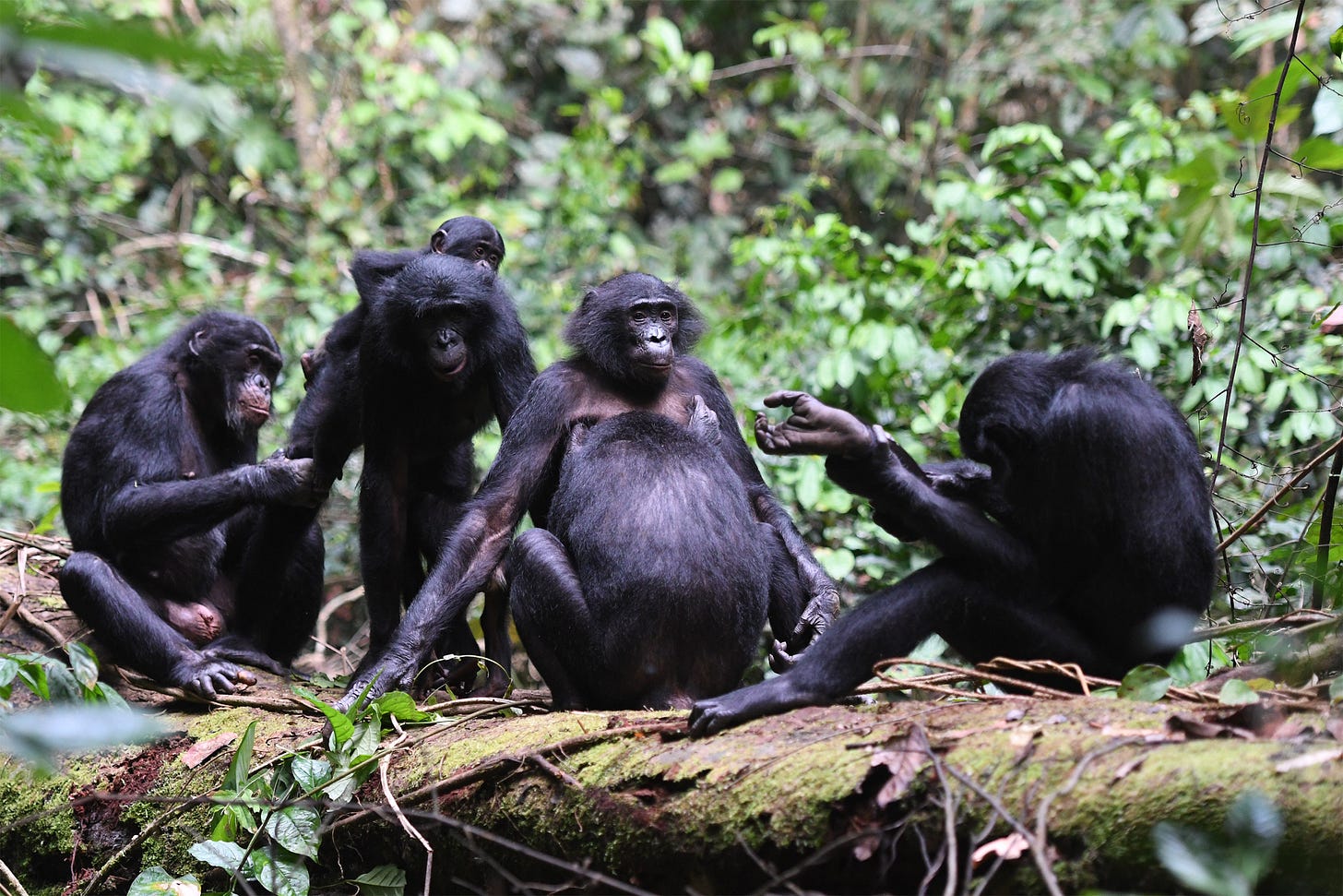 Bonobos grooming each other. Bonobos grooming each other.