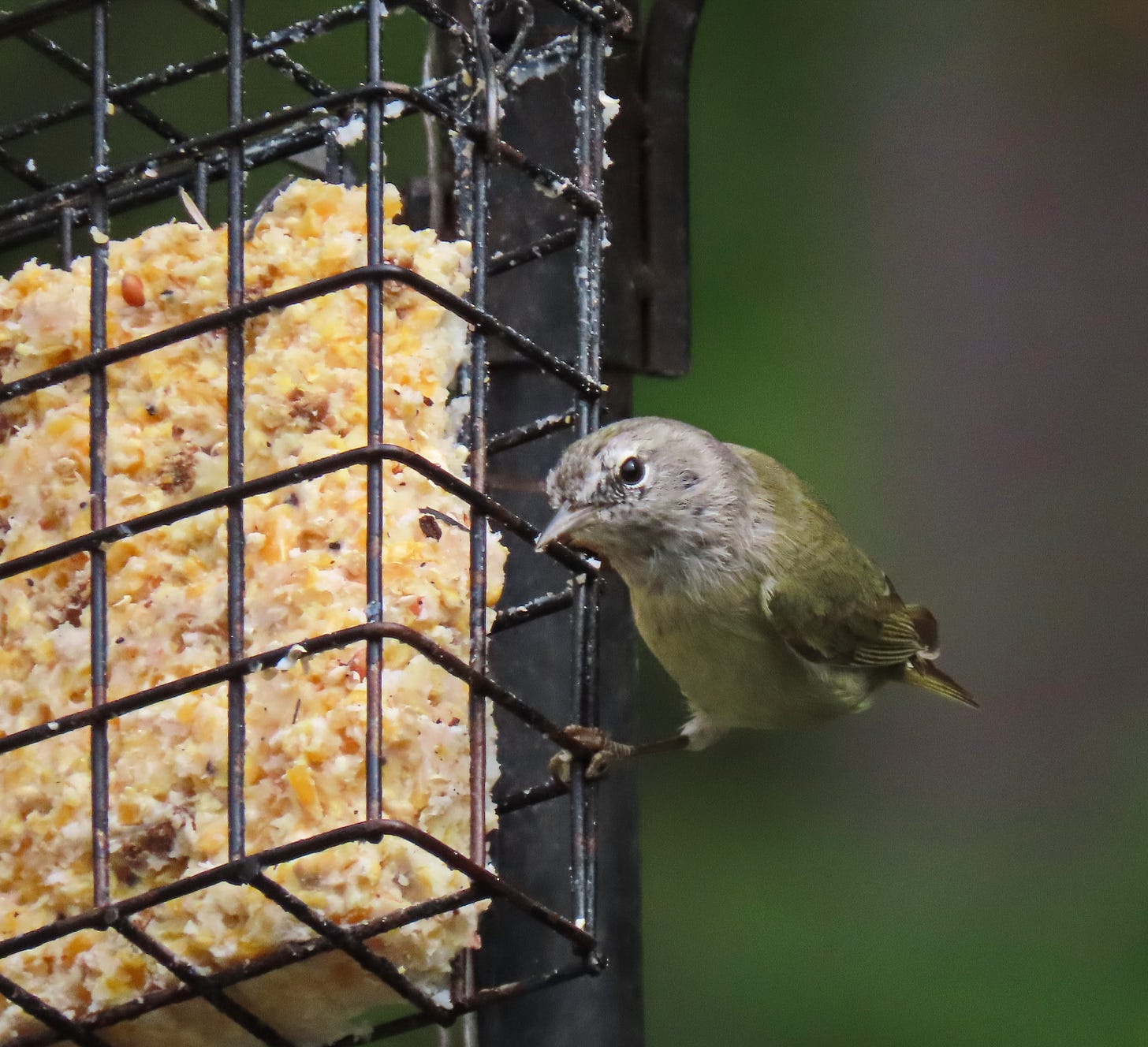 Drab colored bird on a feeder