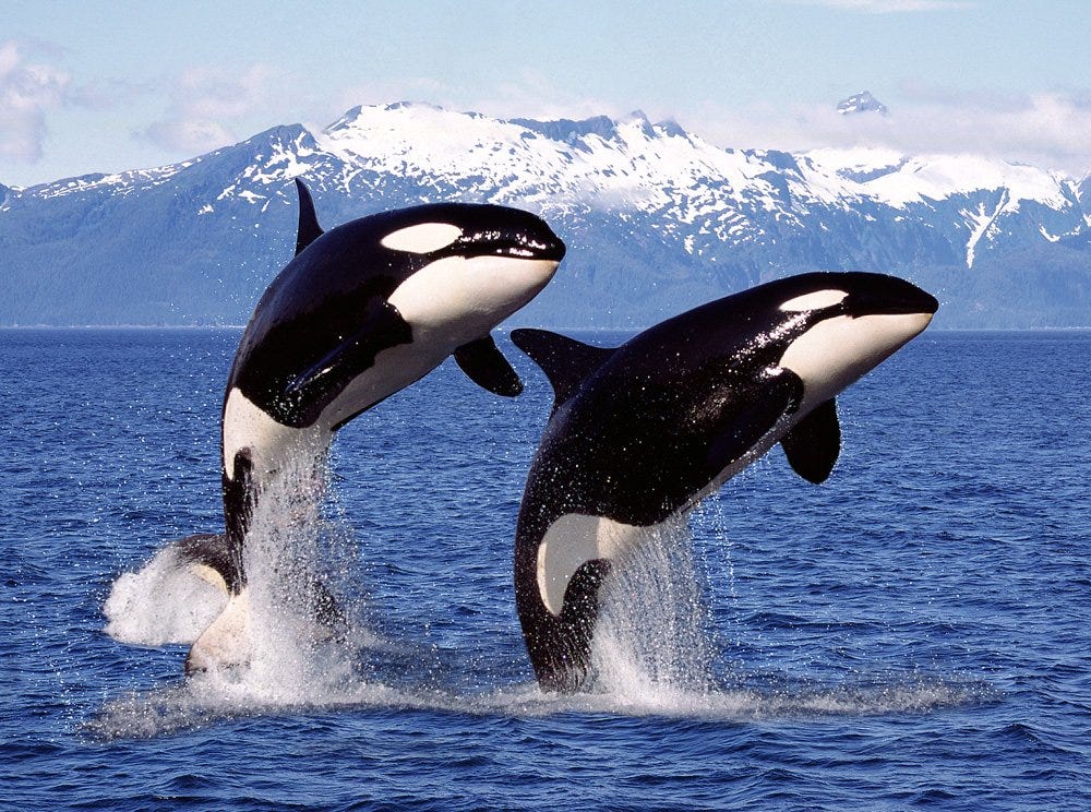 Orcas - Officers Pulse Orcas - Officers Pulse