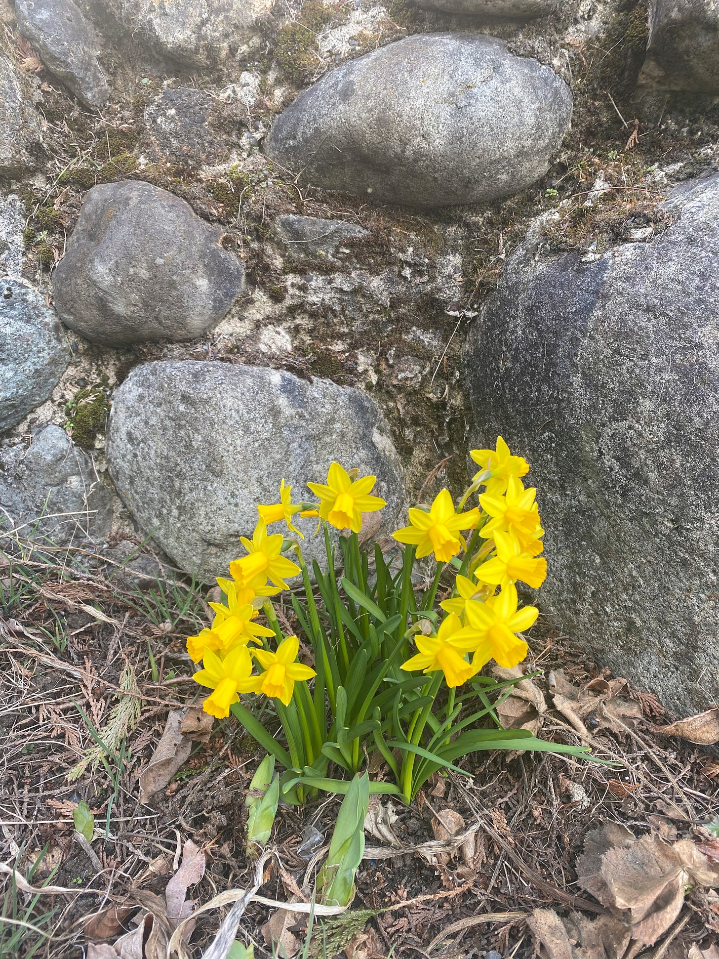 A growth of daffodils in a garden laden with dead leaves. There is a rock wall behind it.