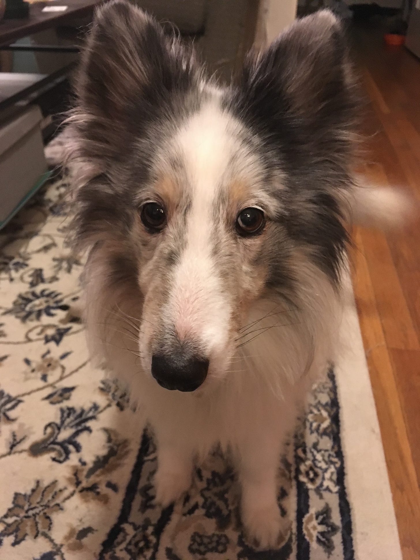 Big eared white and gray sheltie staring at the camera