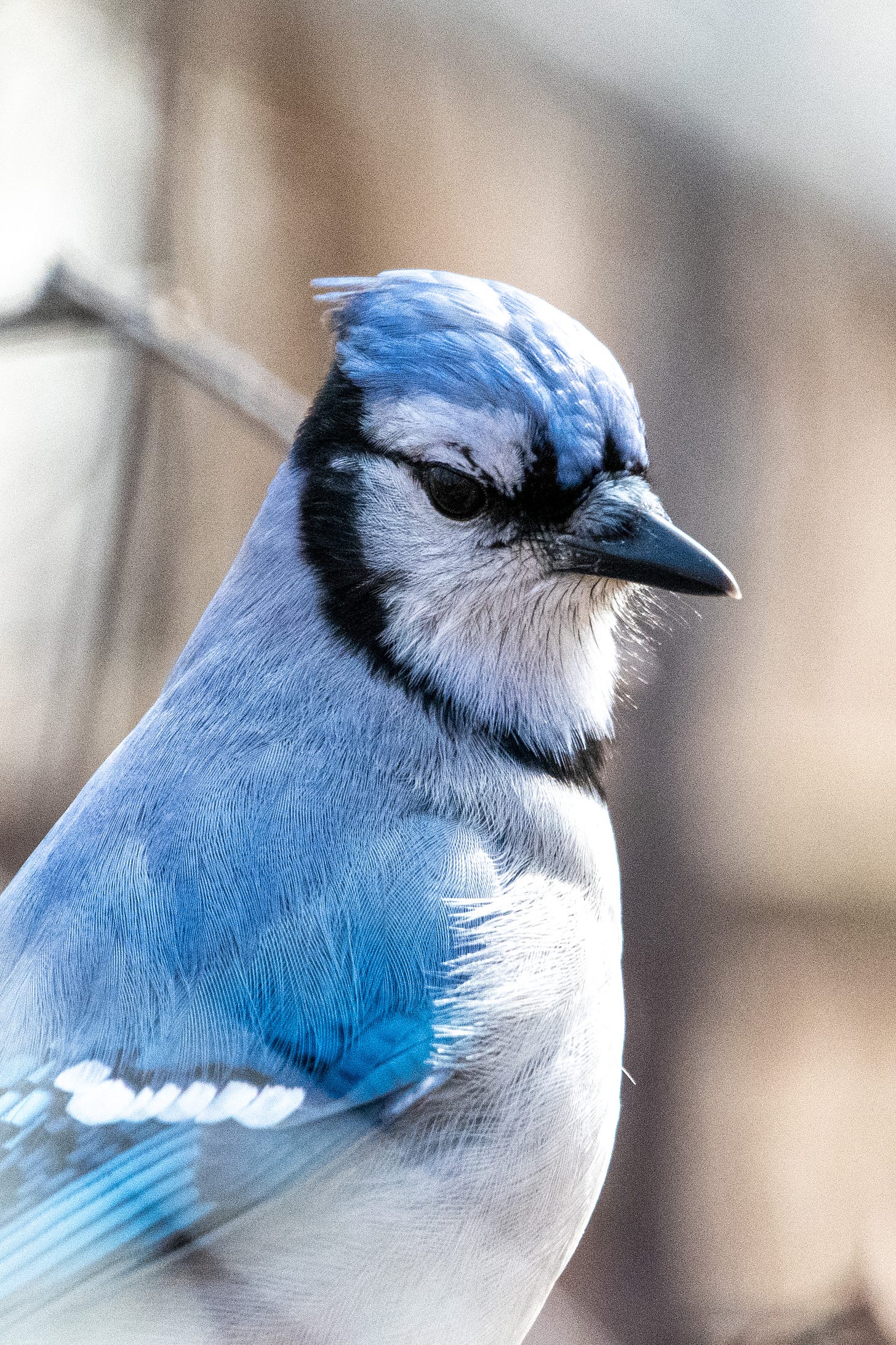 Close-up of head and torso of a blue jay, eyes cast down