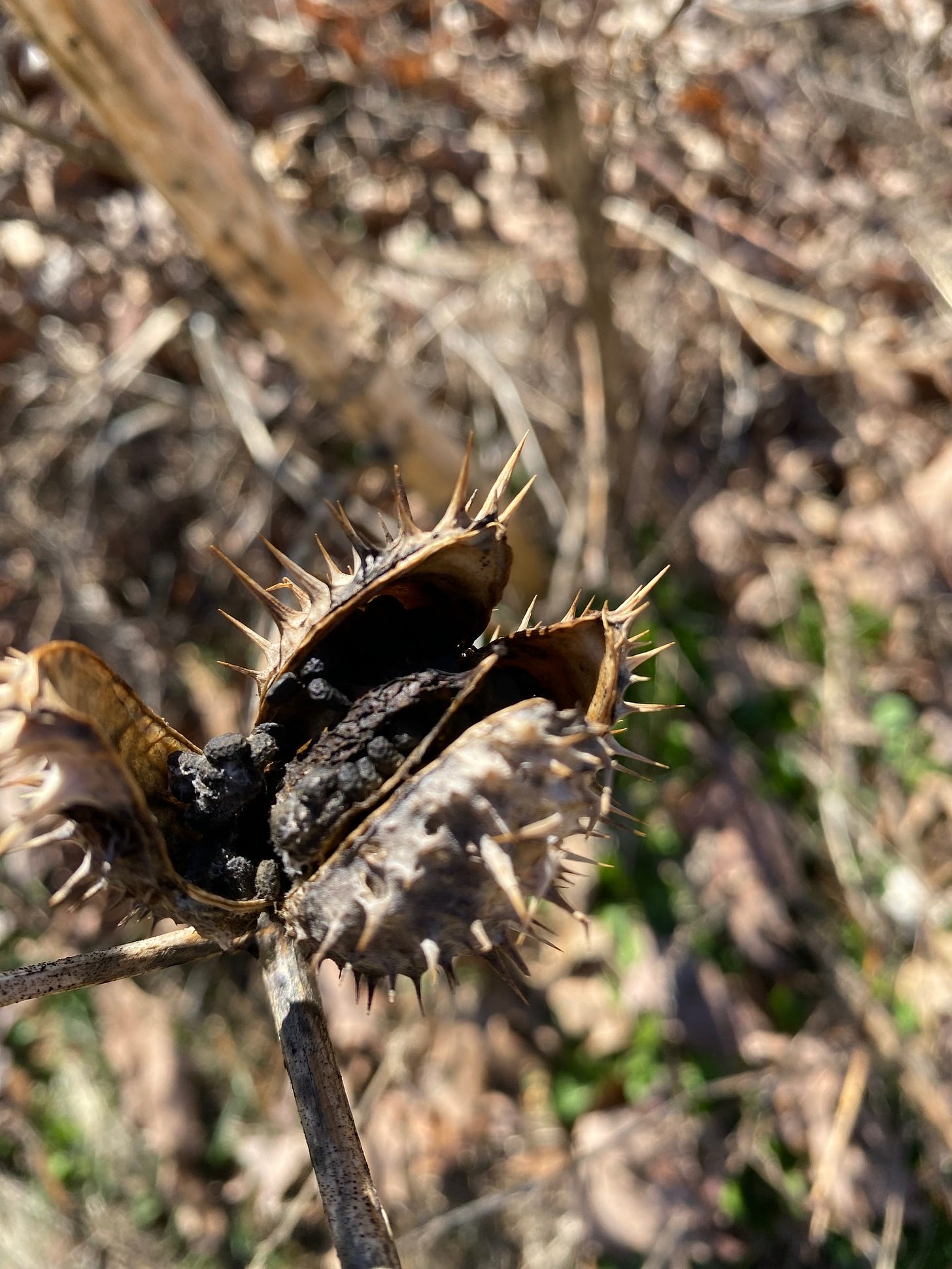 Dried seed pod of Datura stramonium 