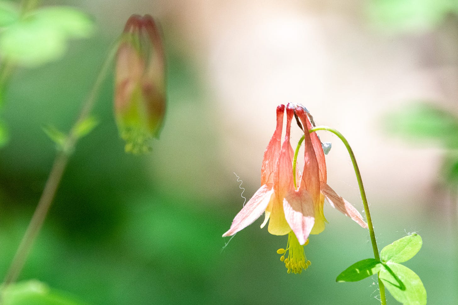 A columbine, a flower with three long orange-pink bells and bright yellow pistils