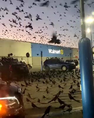 lots of birds on a walmart, this must be a bad sign : r/oddlyterrifying