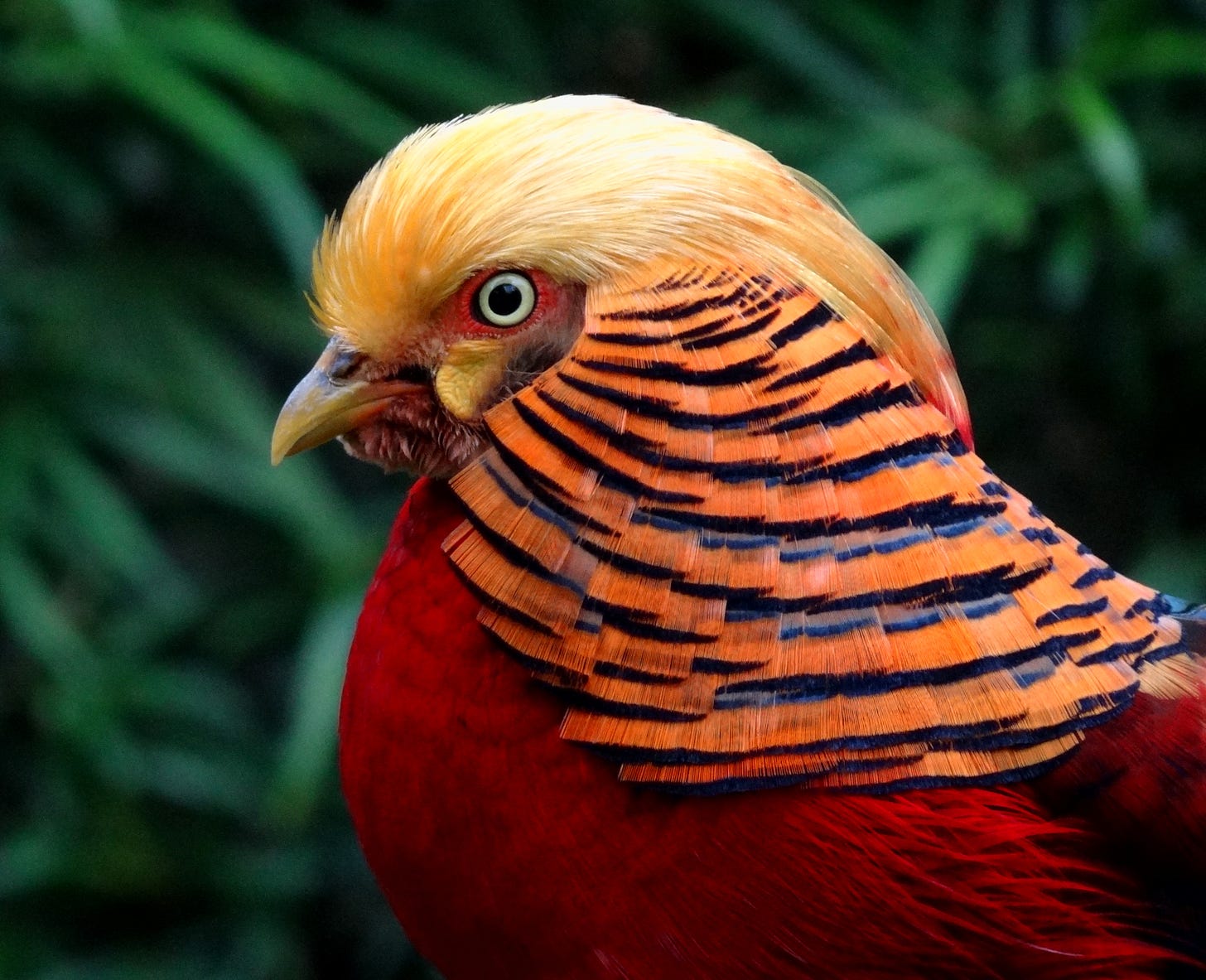 Golden pheasant - Simple English Wikipedia, the free encyclopedia