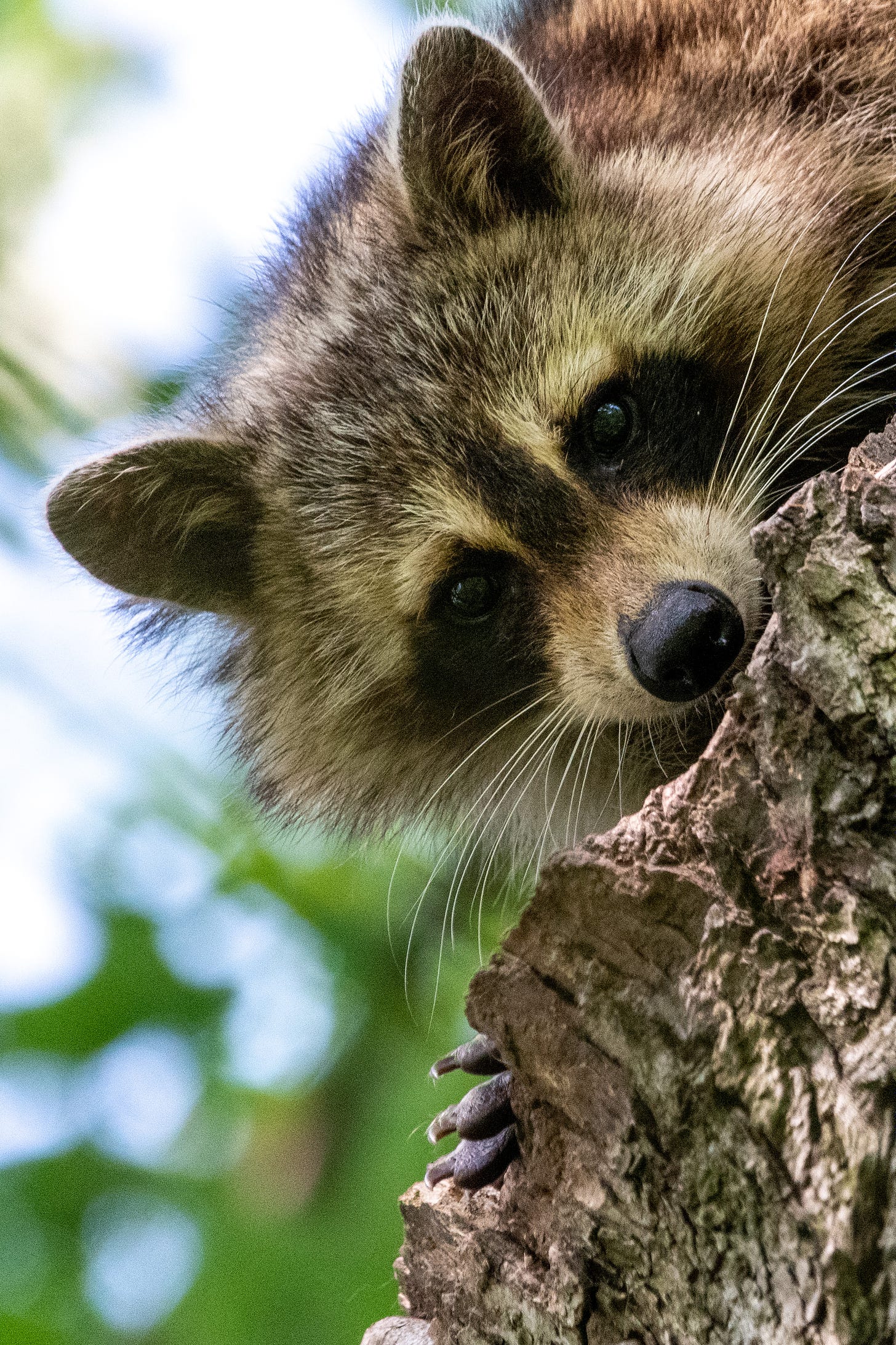 A close-up on the face of a raccoon, tilted so that it's on the diagonal, as it looks down from a tree, and out from the cover of its next album