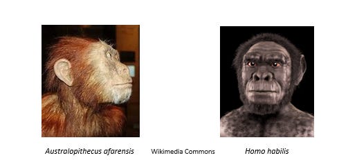 Australopithecus afarensis Homo Habilis