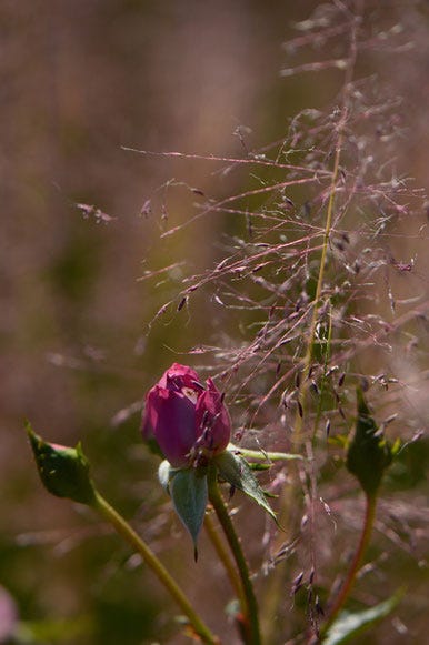 lavender miniature rose with Muhlenbergia Regal Mist