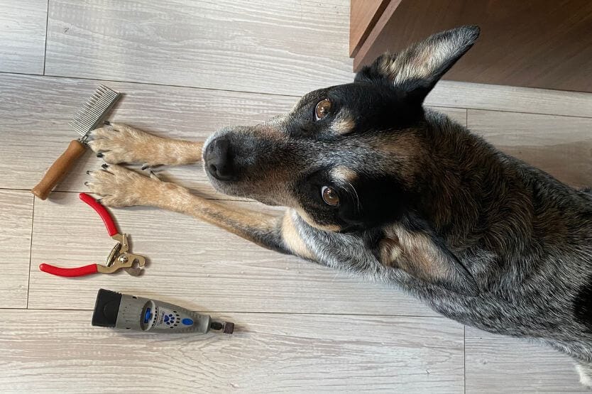 Scout the blue heeler lies down next to a pet dremel, a pair of red nail clippers, and a comb brush