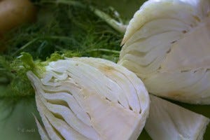 fennel 