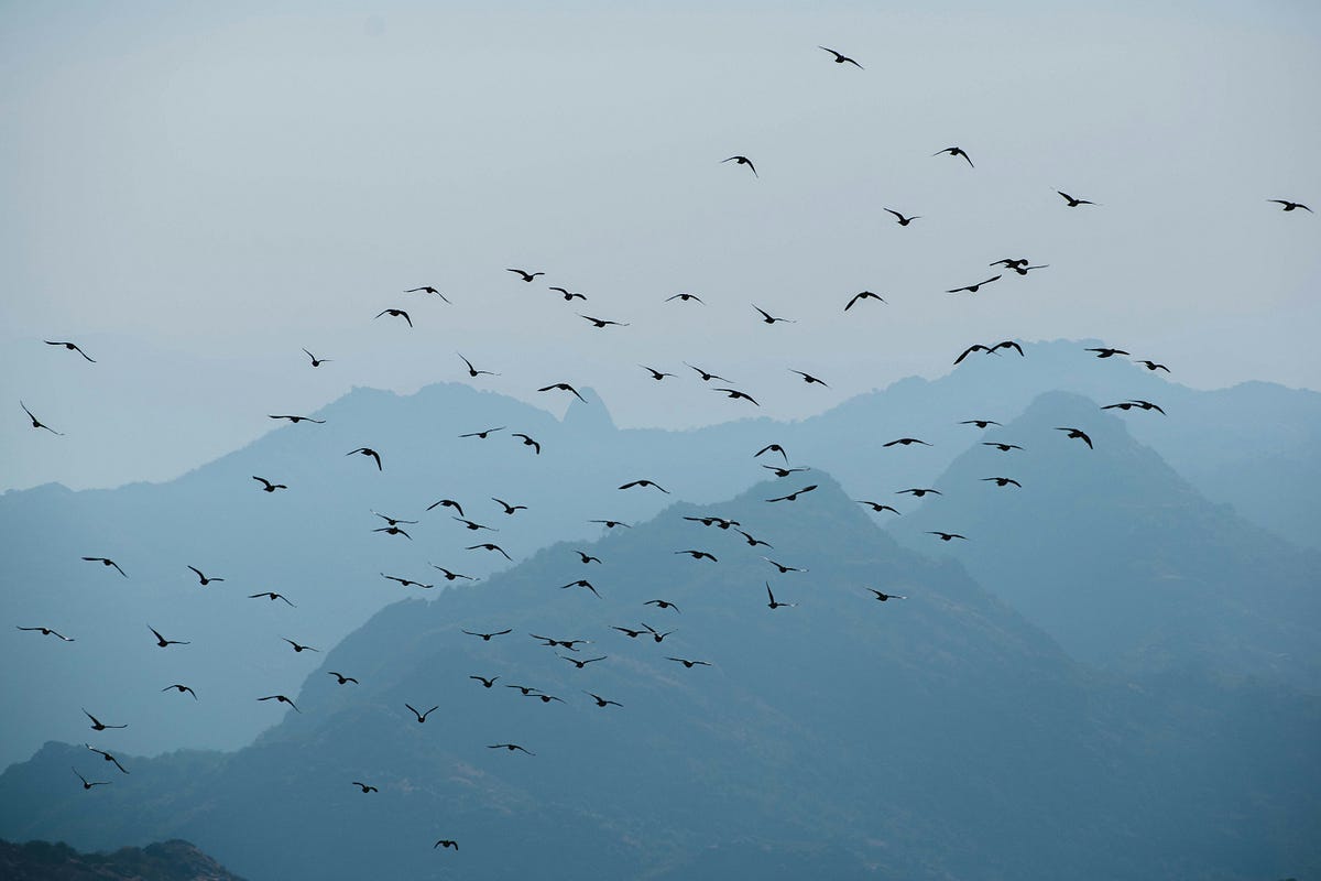 Birds flying across a blue sky.