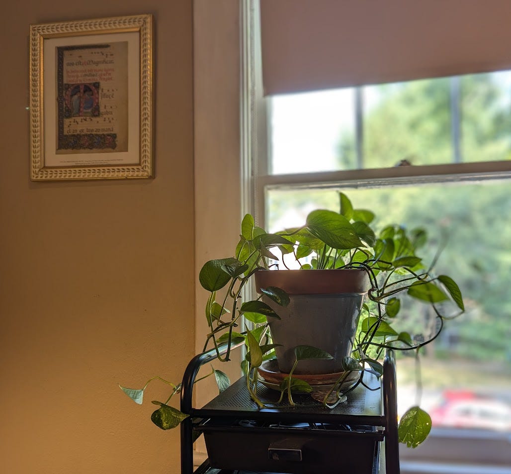 plant on black filing cabinet in front of large old window with medieval print on wall to the left
