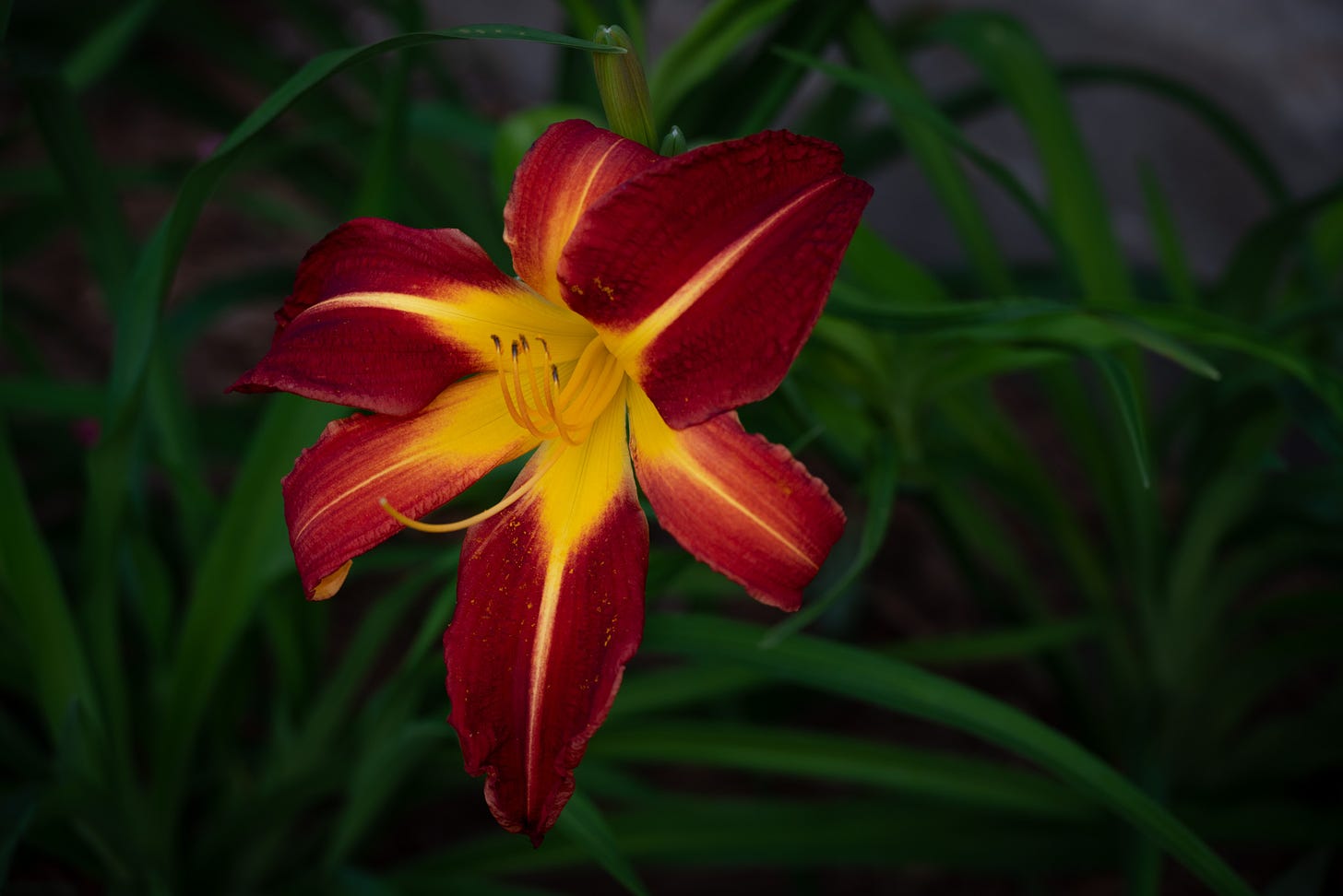 A single deep red daylily with a yellow center and stripe in each petal