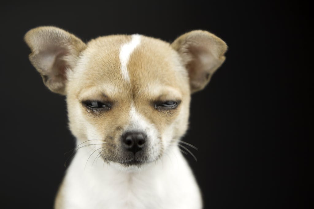 Pictures of Dogs Making Funny Faces | POPSUGAR Pets