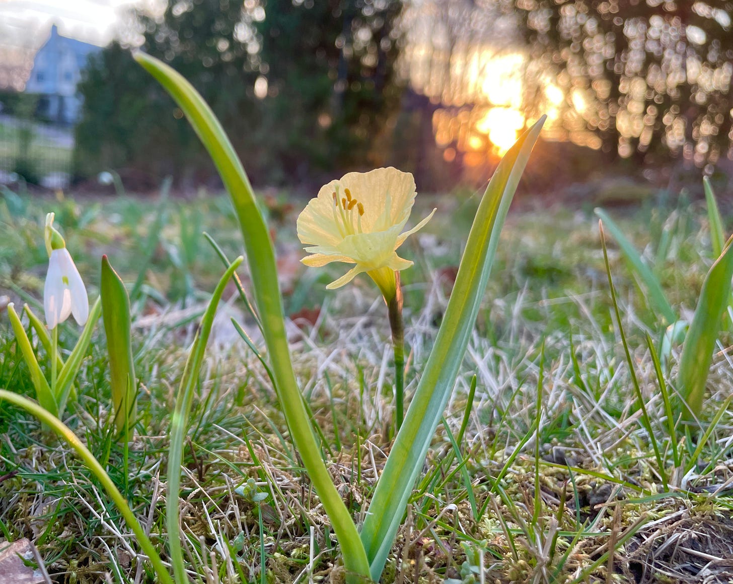 Daffodil ‘Julia Jane’ seems happy so far in the turf of the Birch Walk. 