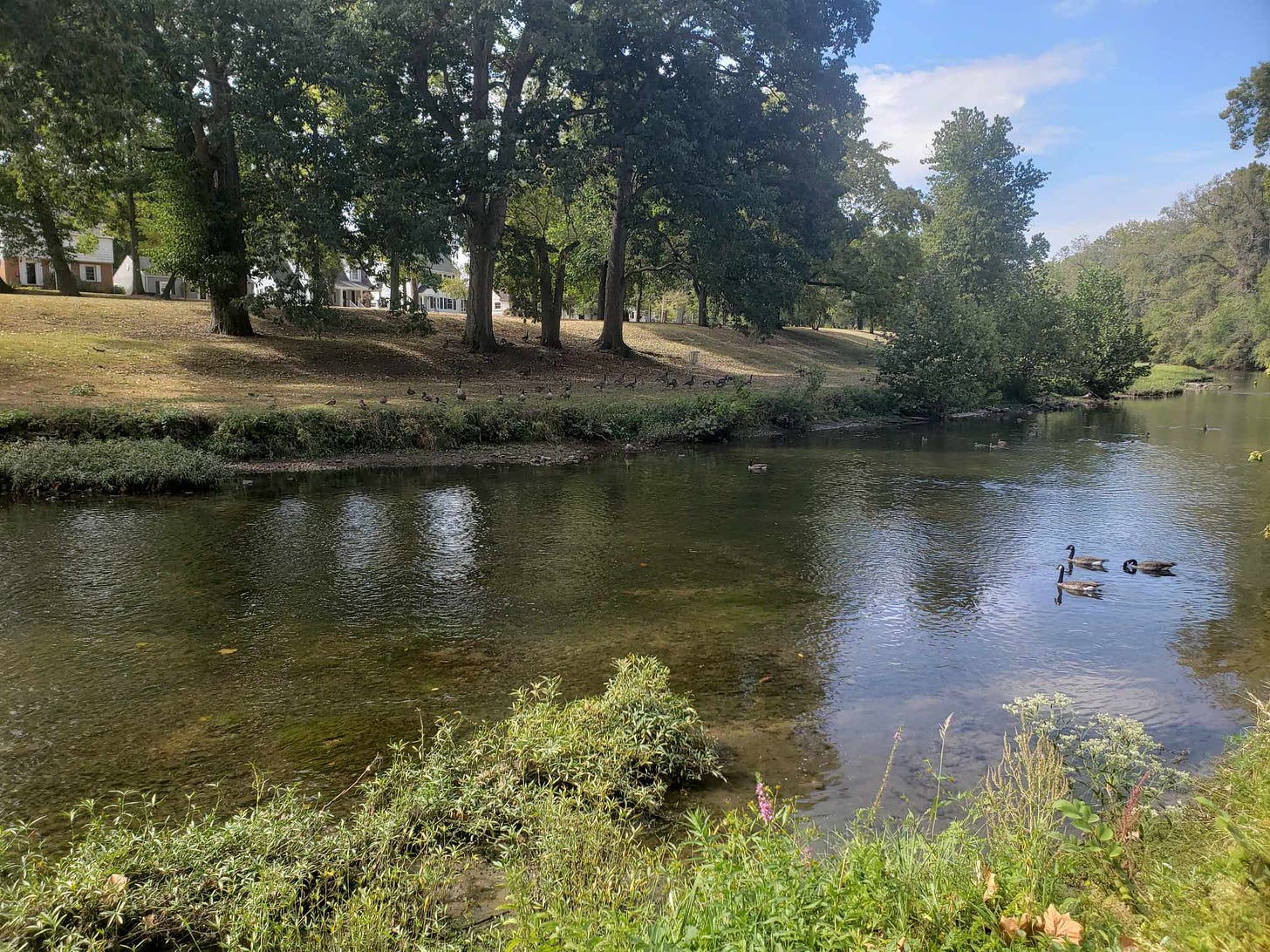 Geese! Ducks! Swimming happily in the pond!